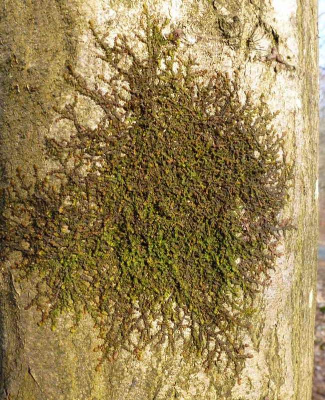 Lichens forestiers 3.3.2013 056